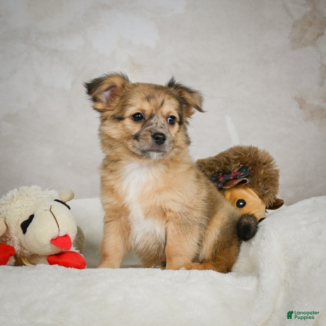 Chihuahua dogs for sale: Johnny - Ad 5