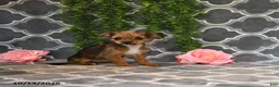 Chorkie dogs for sale: Kira - Ad 5