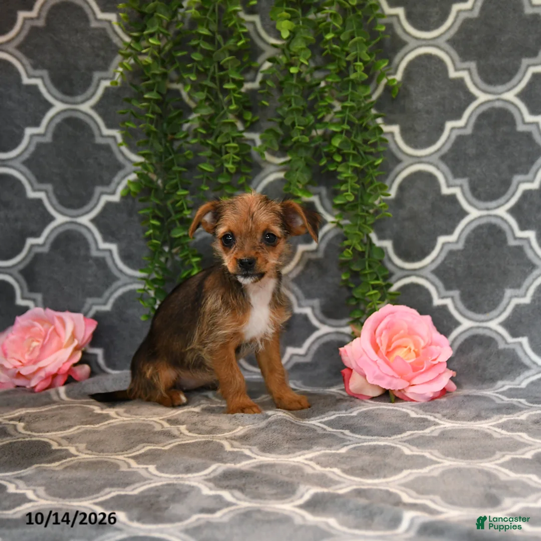 Chorkie dogs for sale: Kira - Ad 5