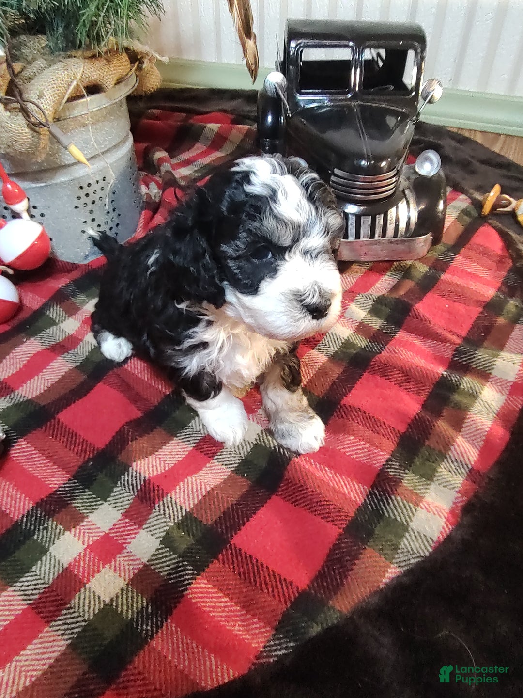 Mini Sheepadoodle dogs for sale: Pierre - Ad 6