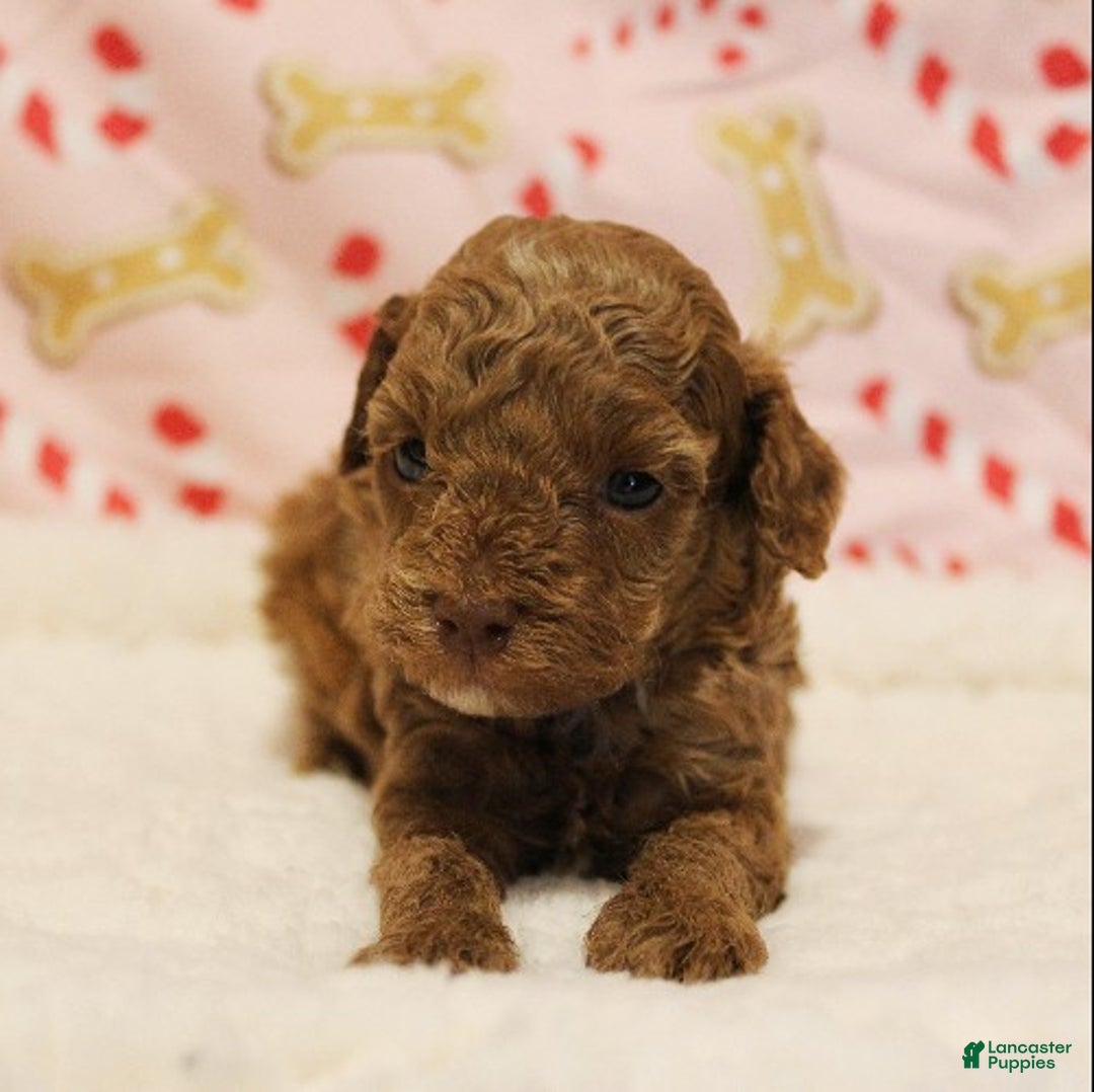 Toy Poodle dogs for sale: Holly - Ad 3
