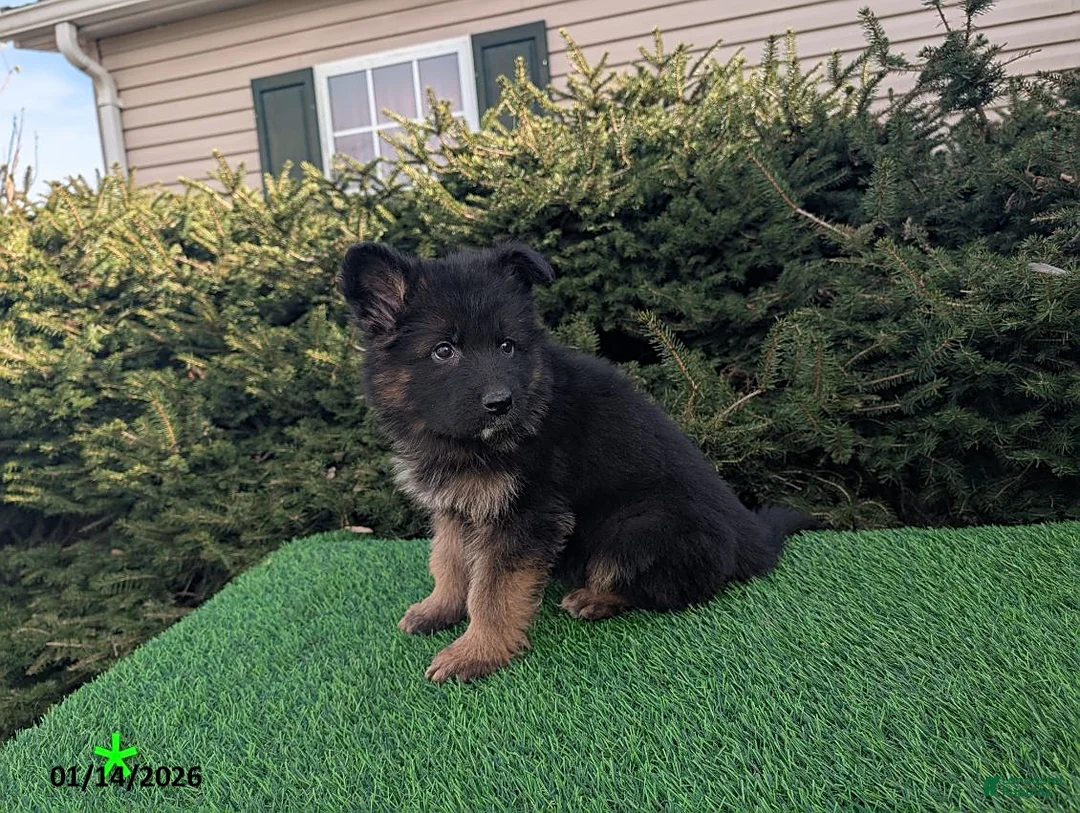 German Shepherd dogs for sale: Maverick - Ad 3