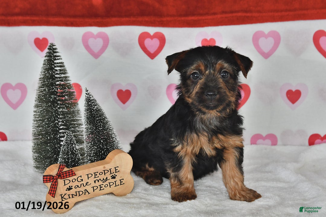 Yorkshire Terrier dogs for sale: Abe  - Ad 4