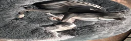 Italian Greyhound dogs for sale: Italian Greyhound 2 - Ad 3