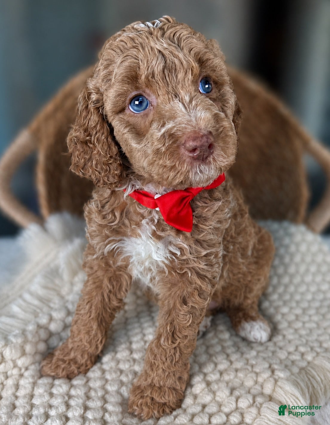 Mini Goldendoodle dogs Mini Goldendoodle “Sailor” - Ad 12