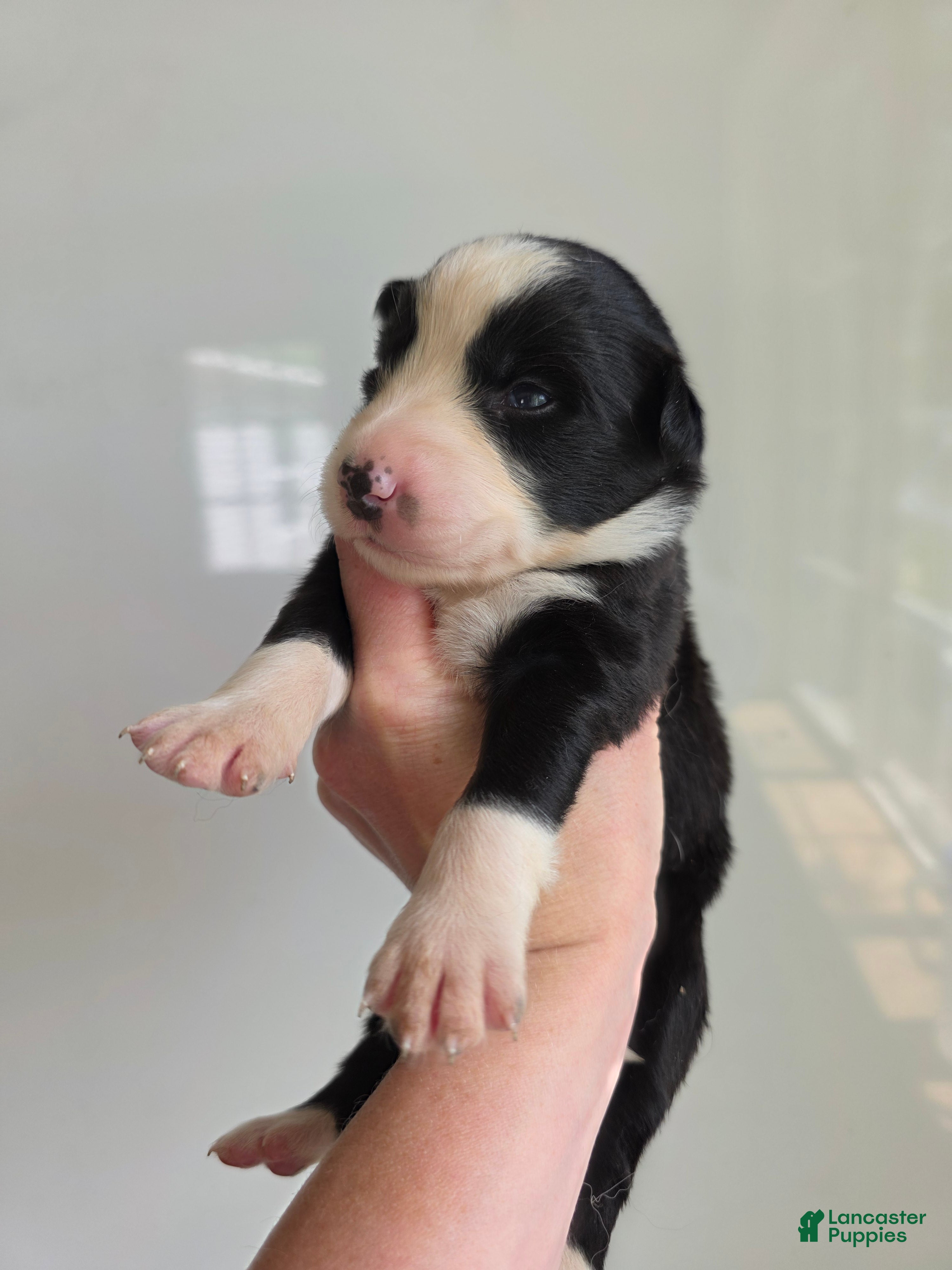 Border Collie dogs Gunner - Ad 9