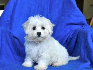 Mixed Breed dogs - Ad 41