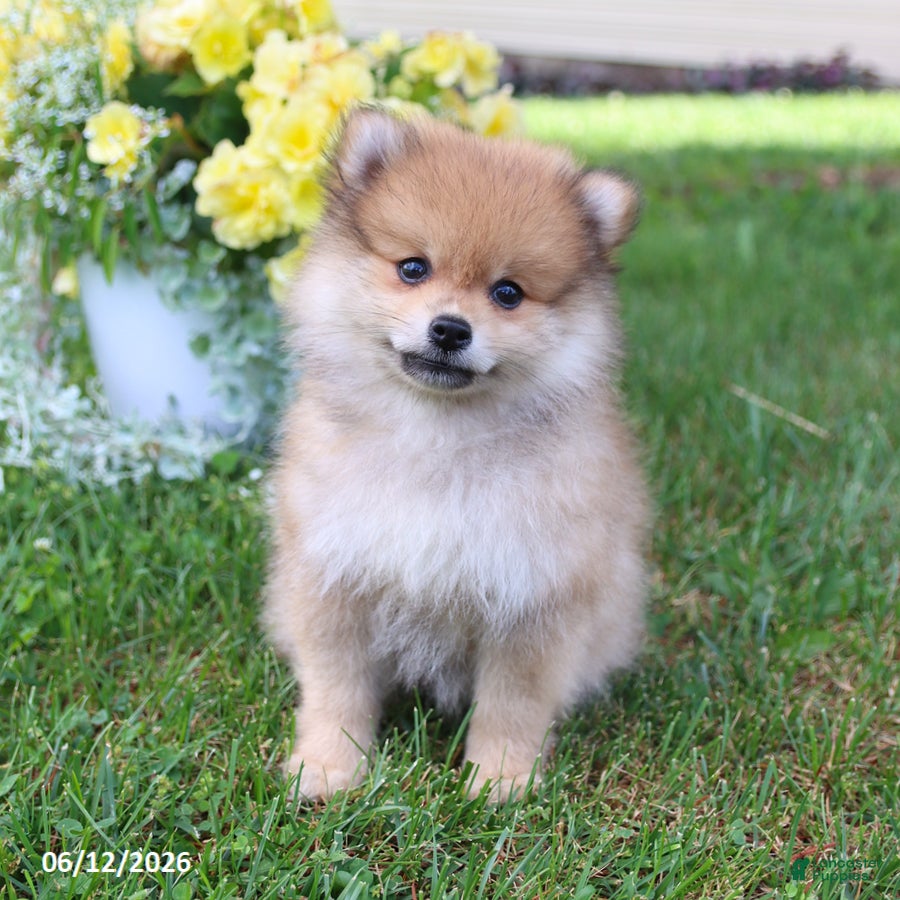 Pomeranian dogs Dusty - Ad 2