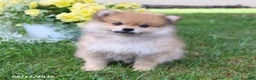 Pomeranian dogs for sale: Dusty - Ad 2