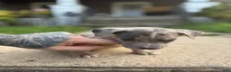 American Bully dogs for sale: Winter - Ad 9
