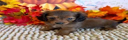 Miniature Dachshund dogs for sale: Sarge - Ad 2