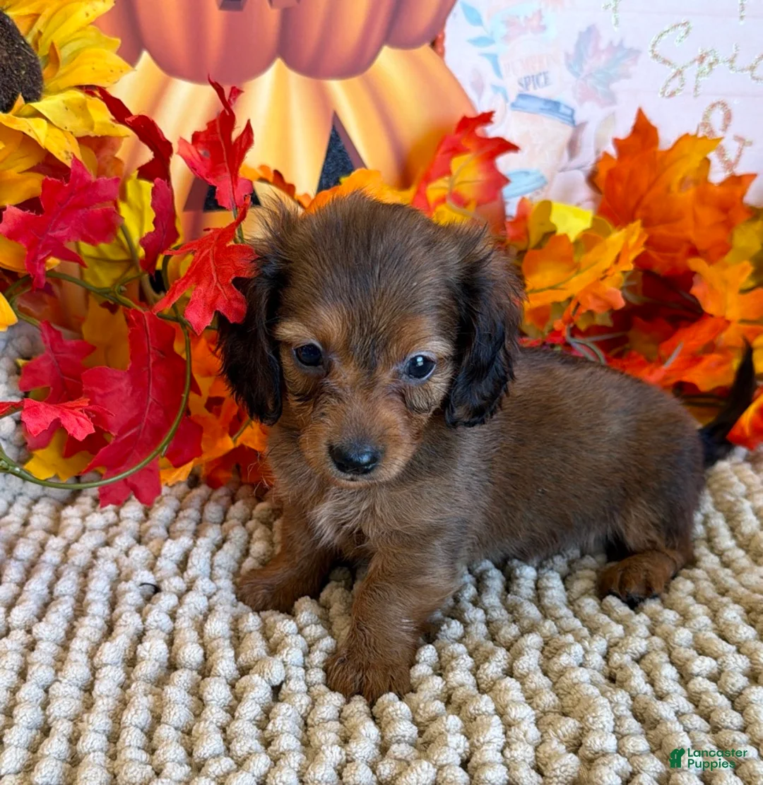 Miniature Dachshund dogs for sale: Sarge - Ad 2