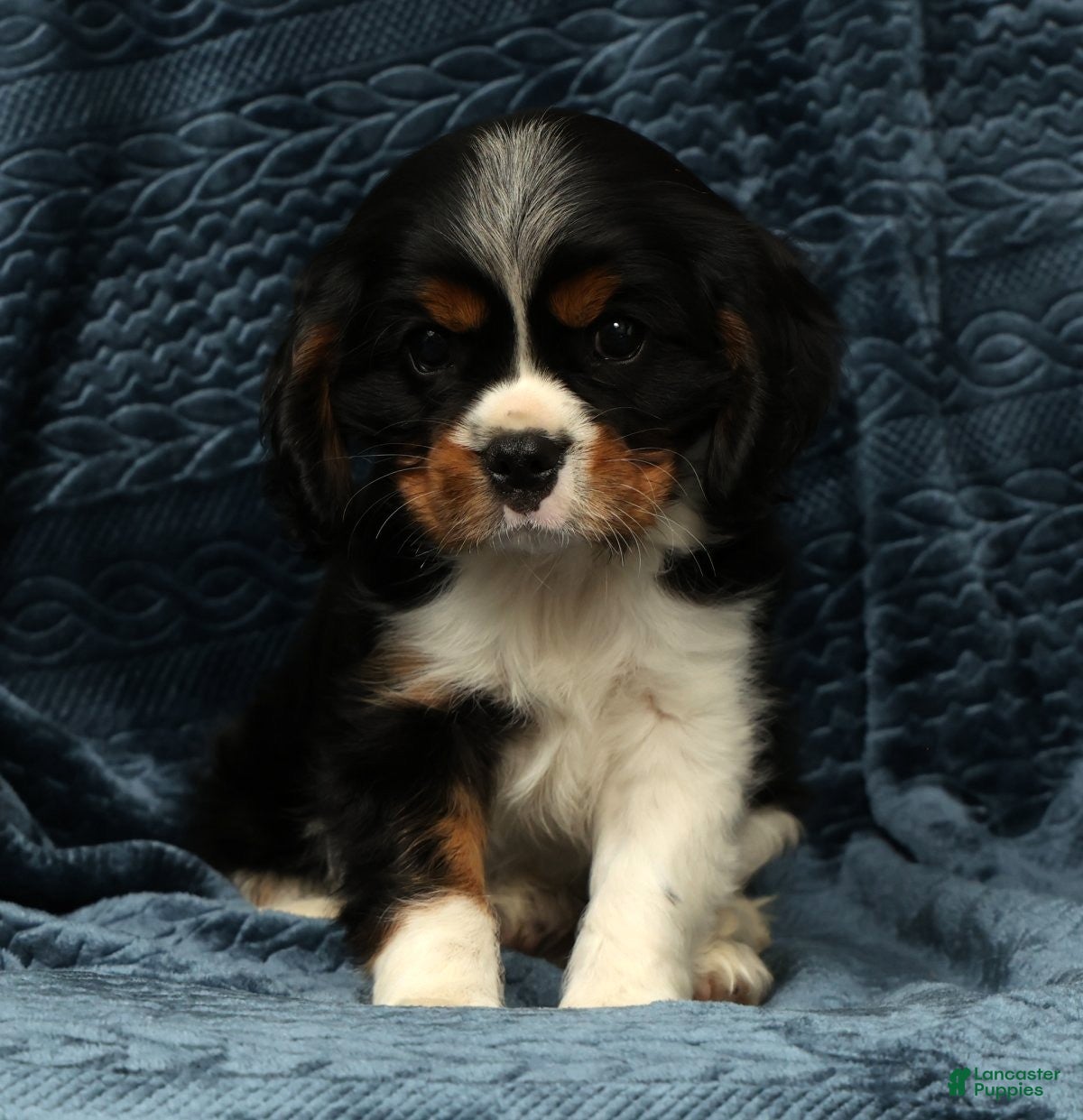 Cavalier King Charles Spaniel dogs Leo - Ad 2