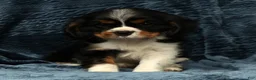 Cavalier King Charles Spaniel dogs for sale: Leo - Ad 7