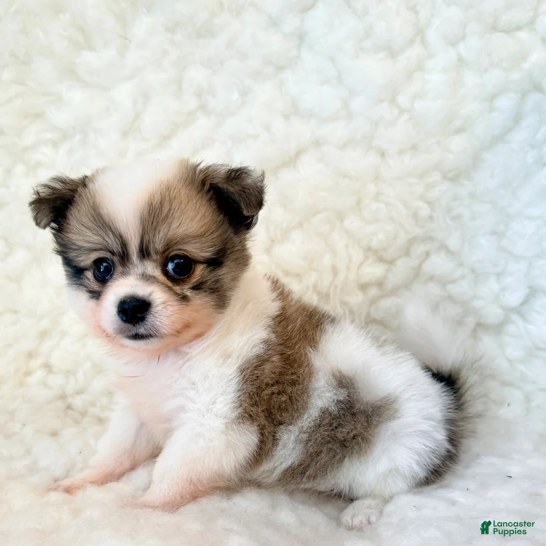 Pomapoo dogs for sale: Jasper teacup Pompoo - Ad 2