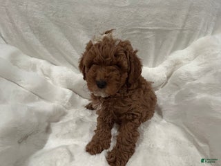 Mini Goldendoodle dogs Petite Mini Goldendoodle Ginger Kiss - Ad 30