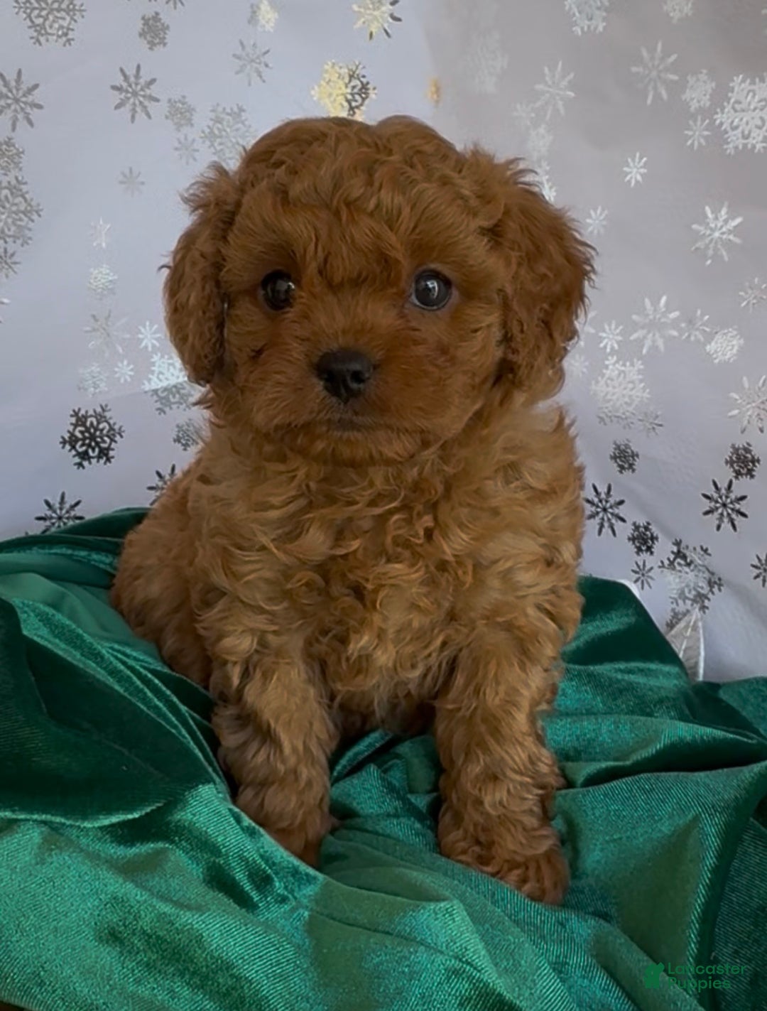 Cavapoo dogs for sale: Cavapoo Puppy 2 - Ad 1