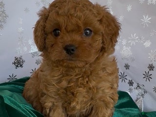 Cavapoo dogs Cavapoo Puppy 2 - Ad 1