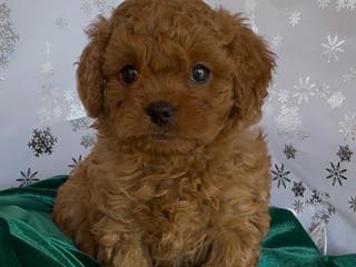 Cavapoo dogs Cavapoo Puppy 2 - Ad 1
