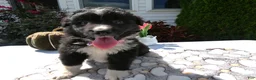 Mixed Breed dogs for sale: Mixed Breed 8 Trina - Ad 2