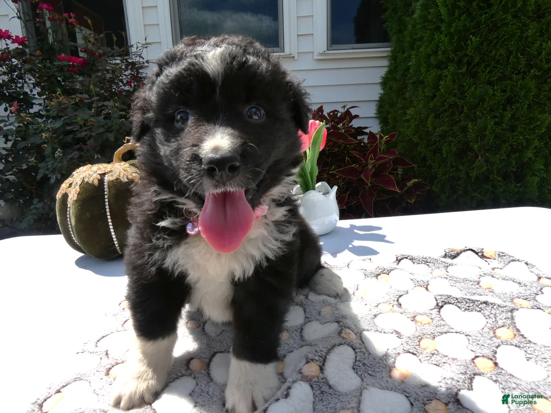 Mixed Breed dogs for sale: Mixed Breed 8 Trina - Ad 2