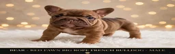 French Bulldog dogs for sale: Bear - Ad 1