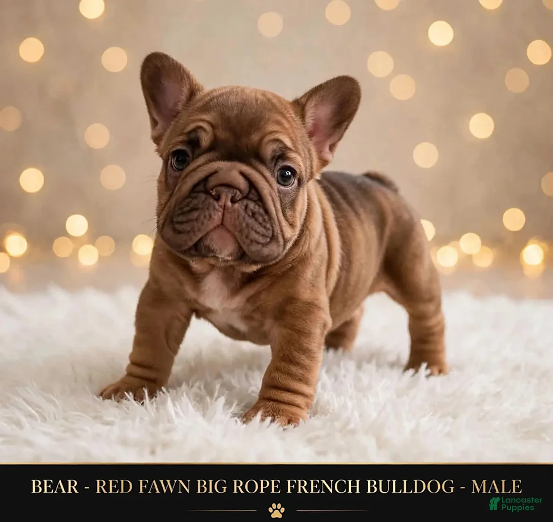 French Bulldog dogs for sale: Bear - Ad 1