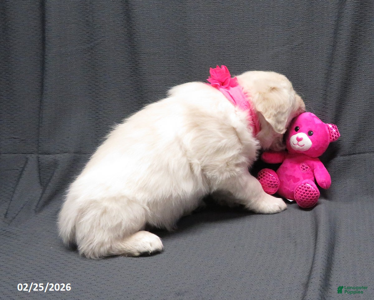 Golden Retriever dogs Candy - Ad 2