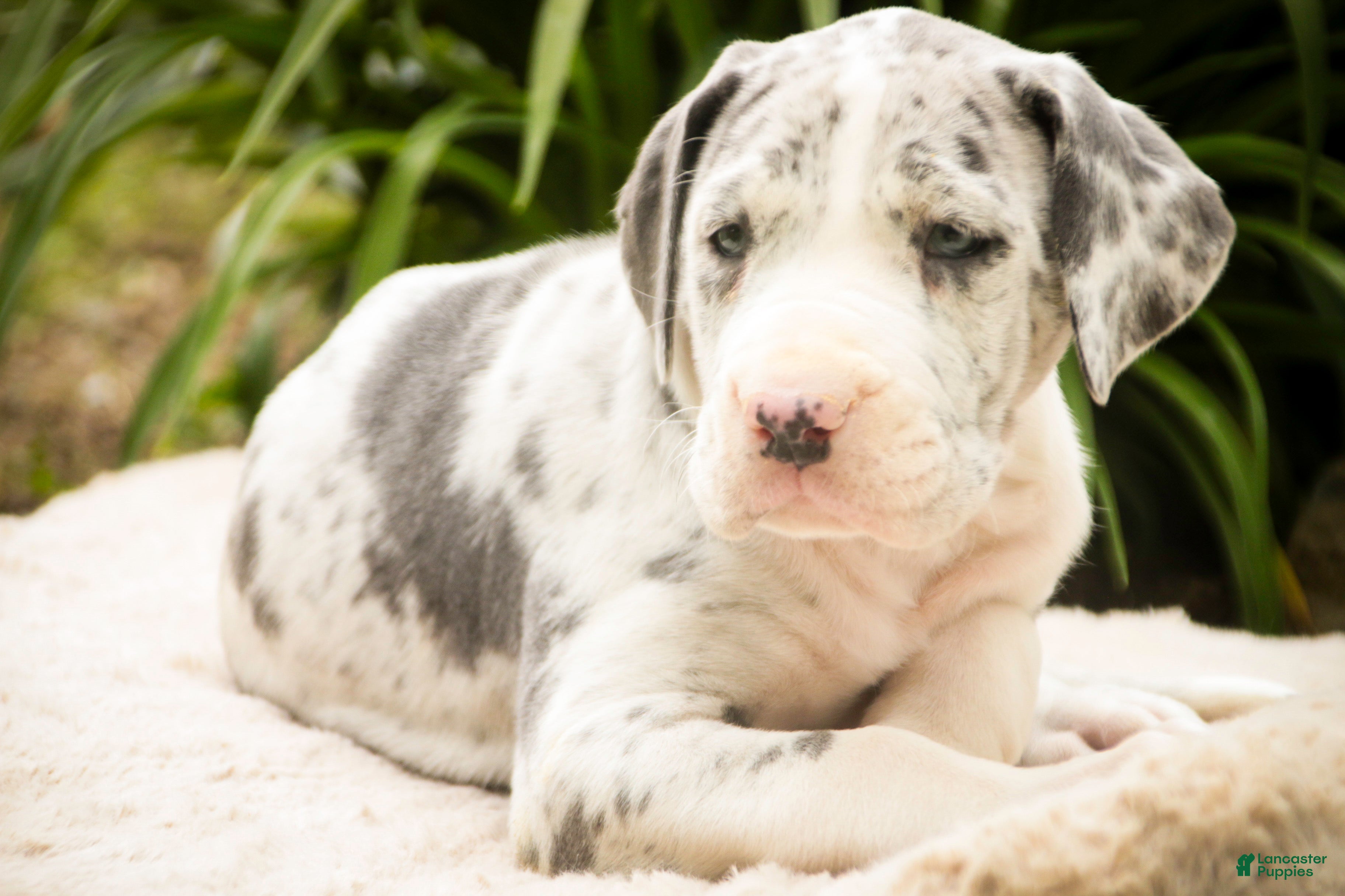 Great Dane dogs Skye - Ad 2