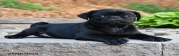 Pug dogs for sale: Jasper - Ad 2