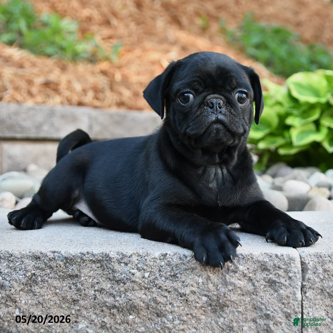 Pug dogs for sale: Jasper - Ad 2