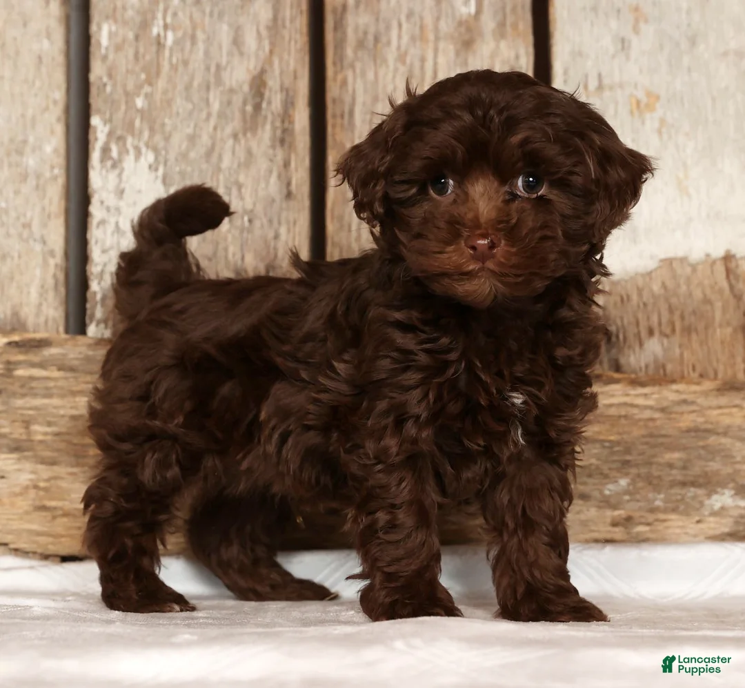 Havapoo dogs for sale: Dakota - Ad 1