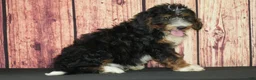 Bernedoodle dogs for sale: Bonnie F1 - Ad 2