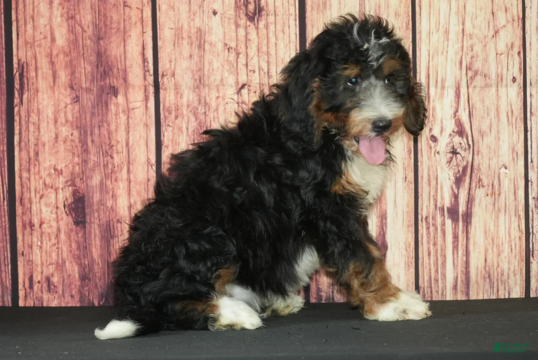 Bernedoodle dogs for sale: Bonnie F1 - Ad 2