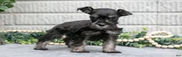 Miniature Schnauzer dogs for sale: Debbie - Ad 3