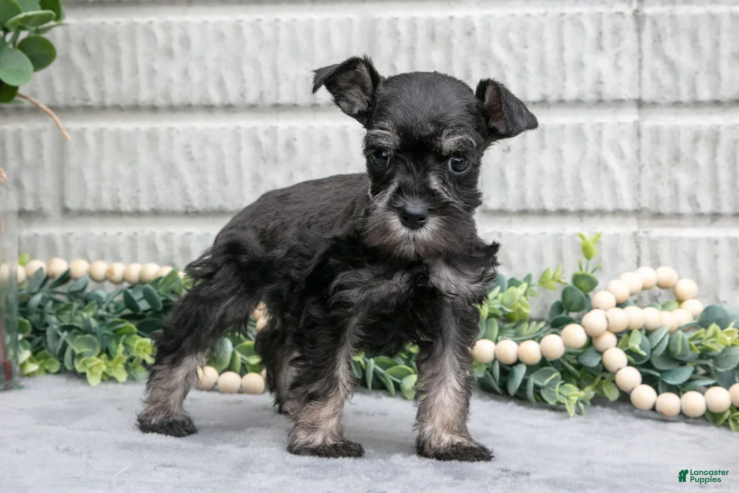 Miniature Schnauzer dogs for sale: Debbie - Ad 3
