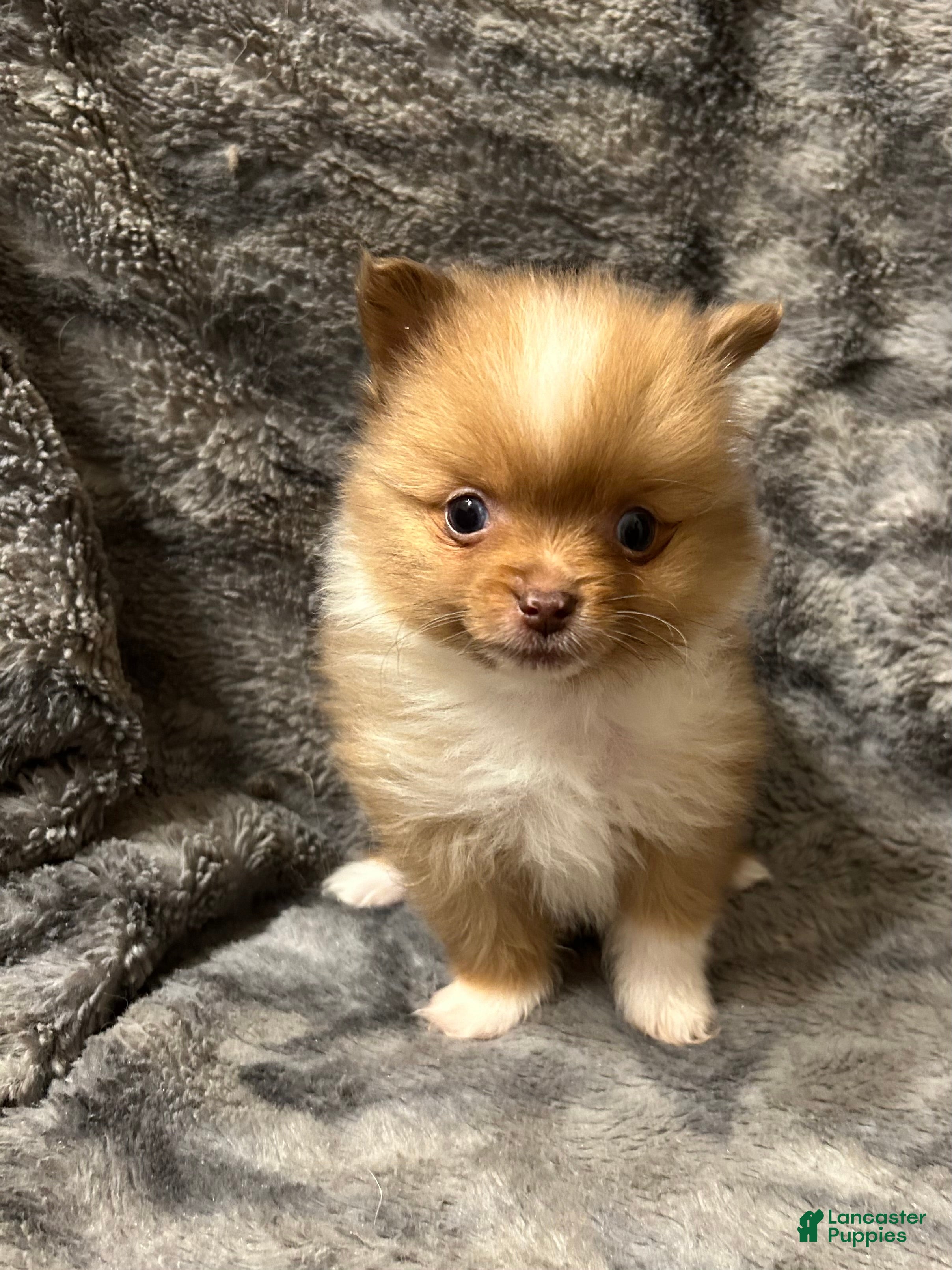 Pomeranian dogs Lucy - Ad 19