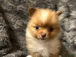 Pomeranian dogs Lucy - Ad 19