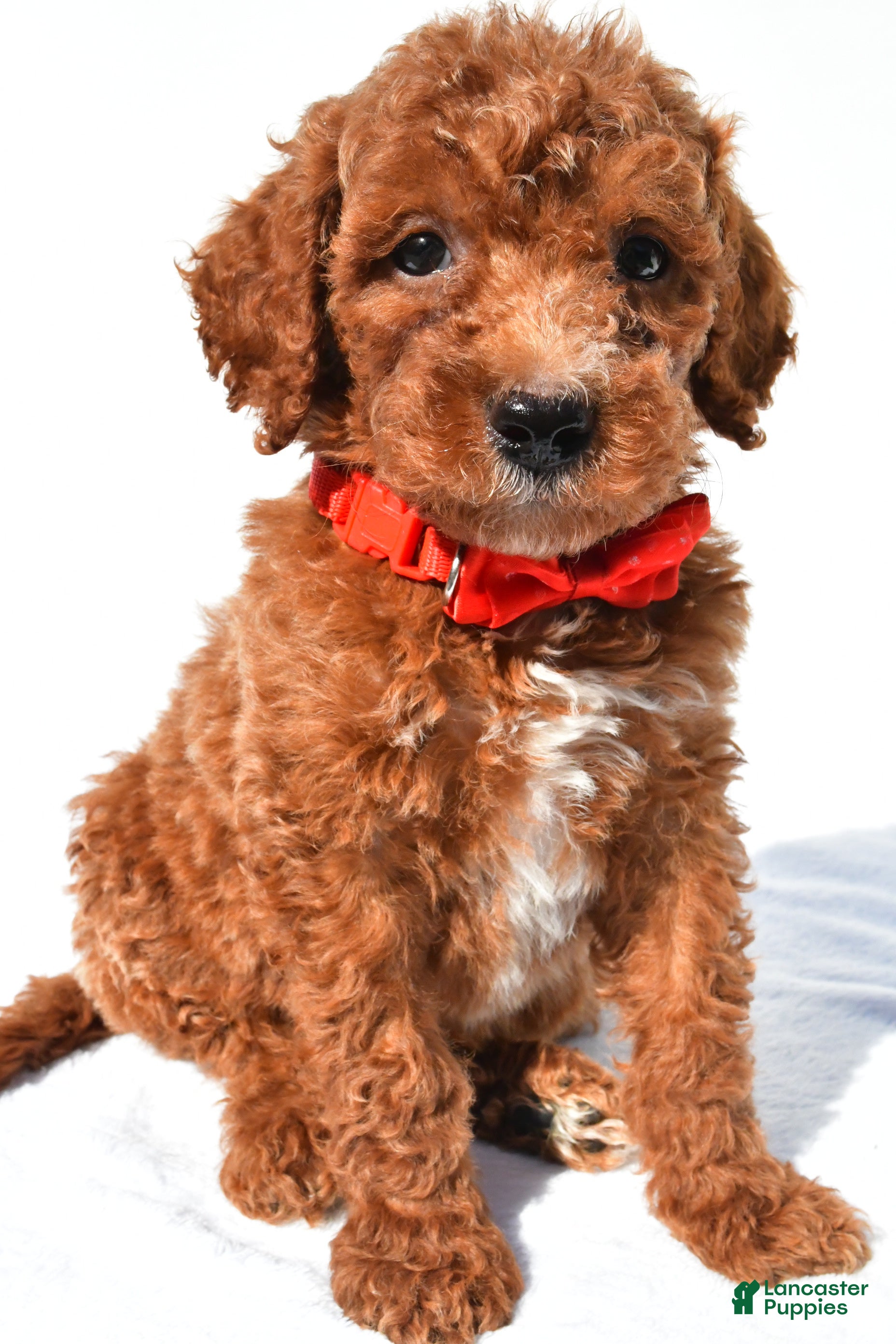 Standard Poodle dogs Alexander - Ad 2