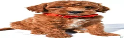 Standard Poodle dogs for sale: Alexander - Ad 2