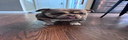American Bully dogs for sale: Krillin - Ad 29