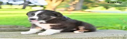 Australian Shepherd dogs for sale: Lady - Ad 4