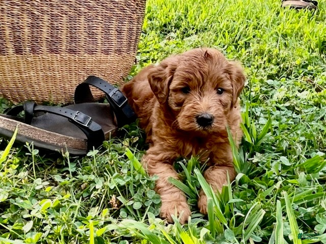Mini Goldendoodle dogs Gus - Ad 1