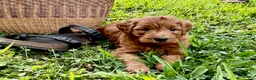 Mini Goldendoodle dogs for sale: Gus - Ad 1