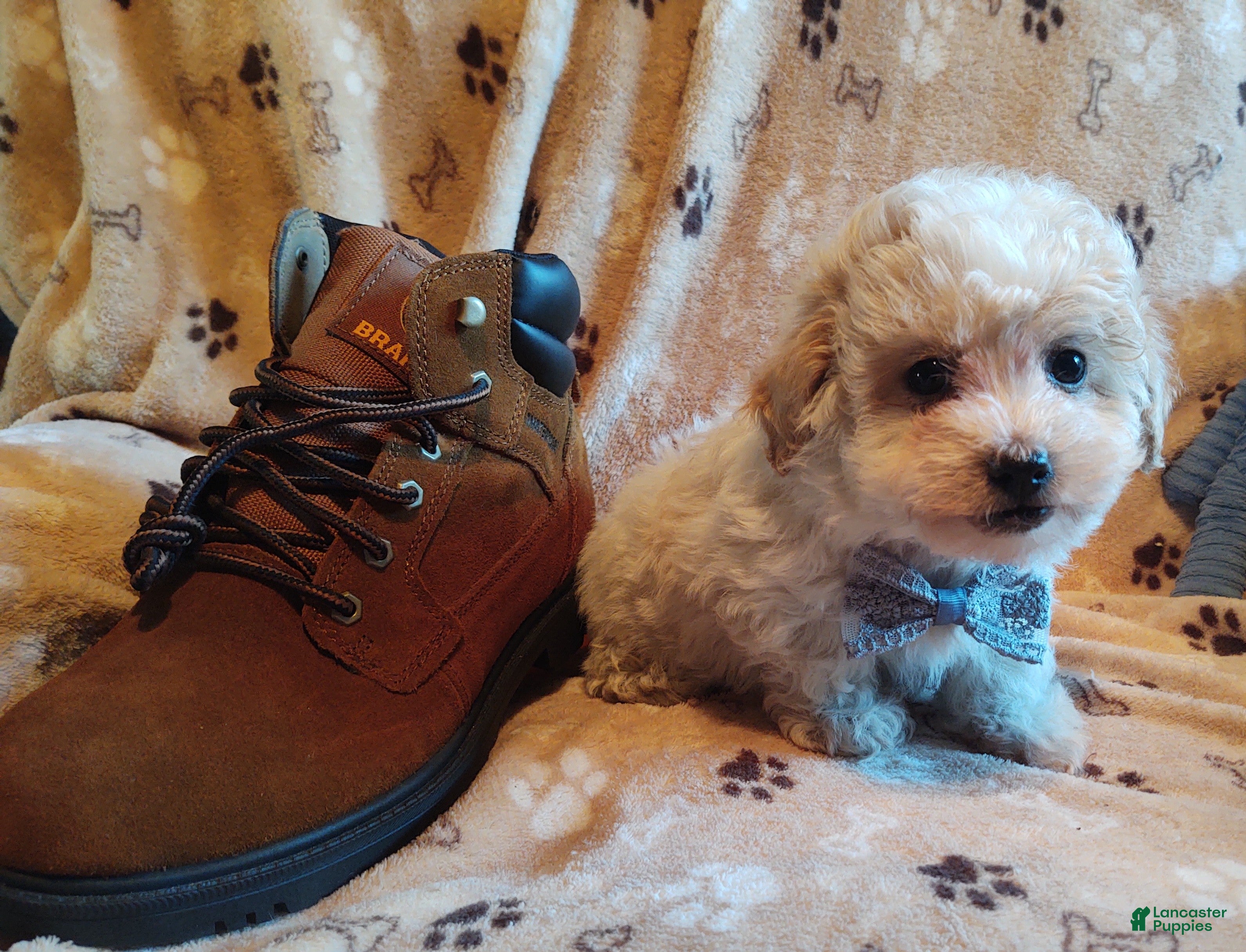 Maltipoo dogs Hiram - Ad 1