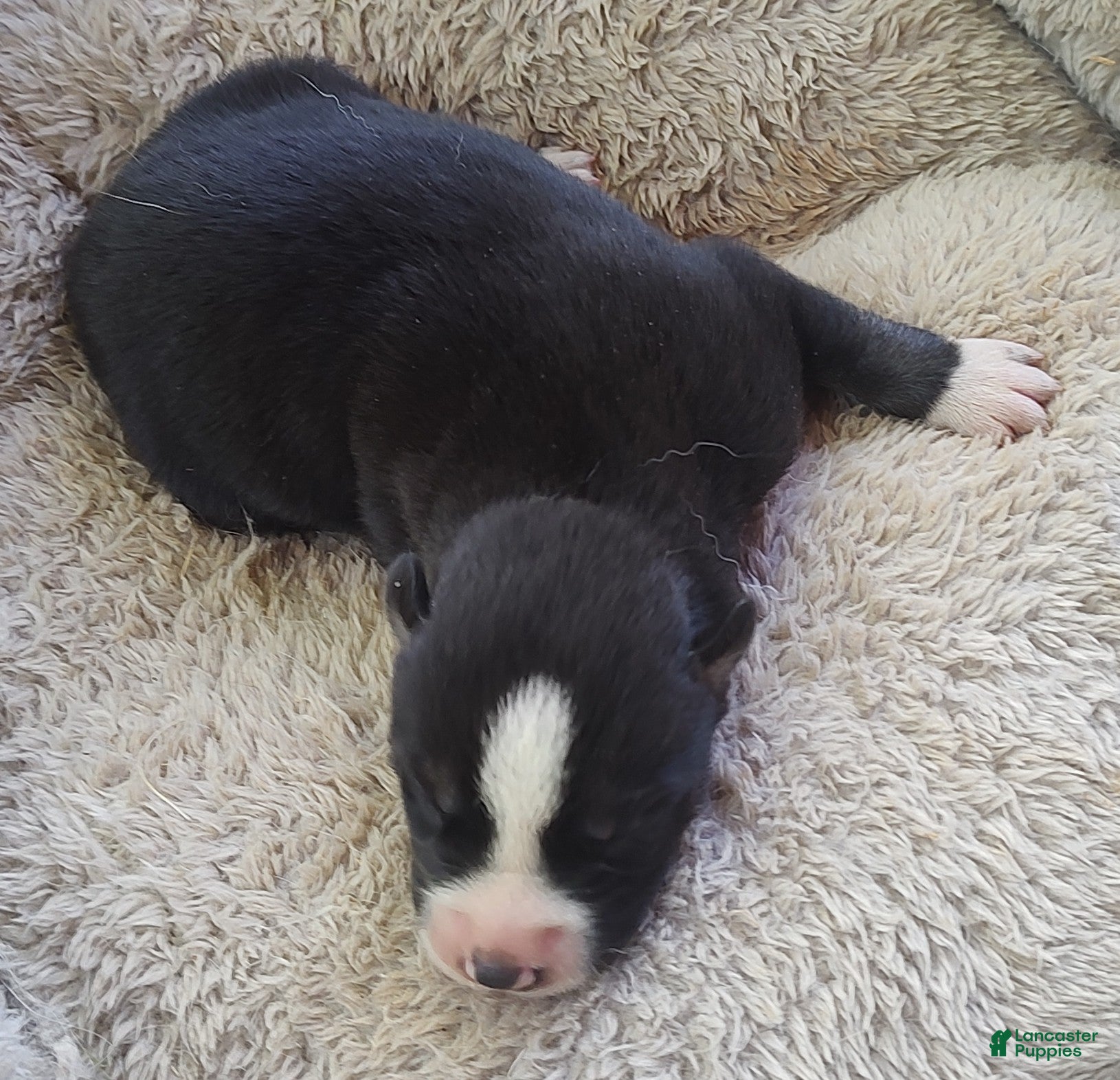 Siberian Husky dogs Sonya's male 4 - Ad 39