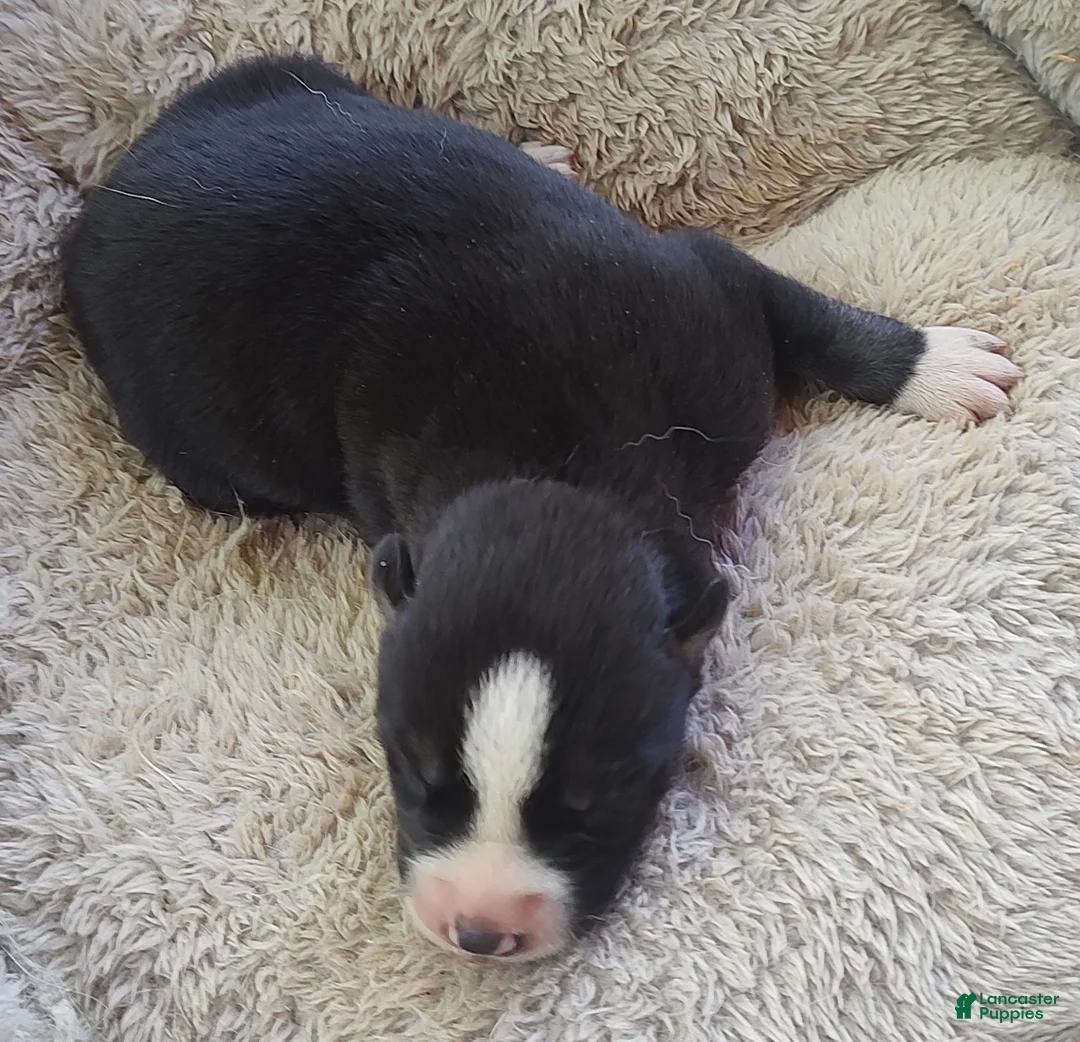 Siberian Husky dogs for sale: Sonya's male 4 - Ad 1