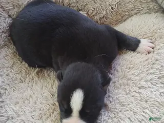 Siberian Husky dogs Sonya's male 4 - Ad 33