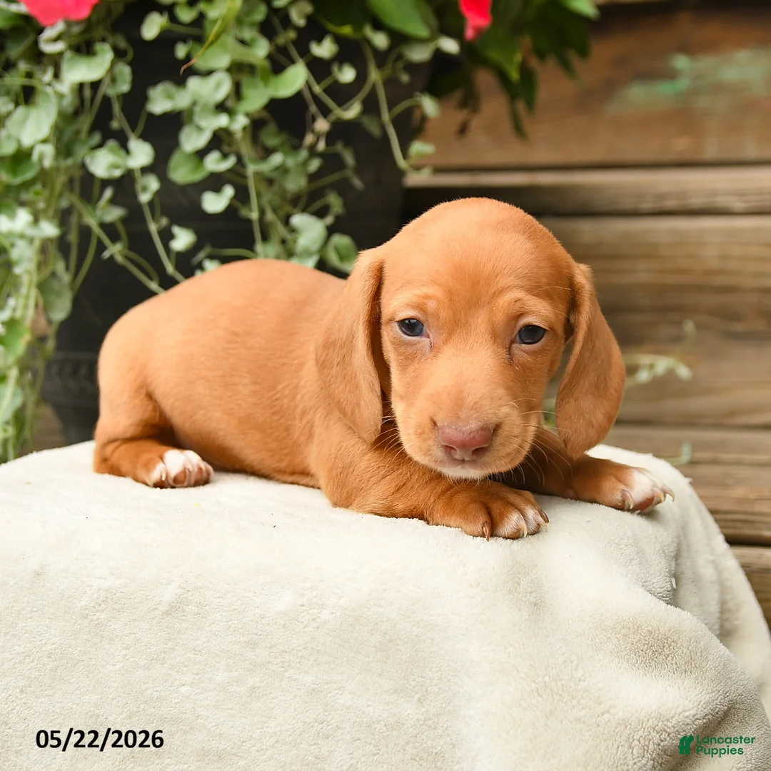 Dachshund dogs for sale: Alasdair - Ad 3
