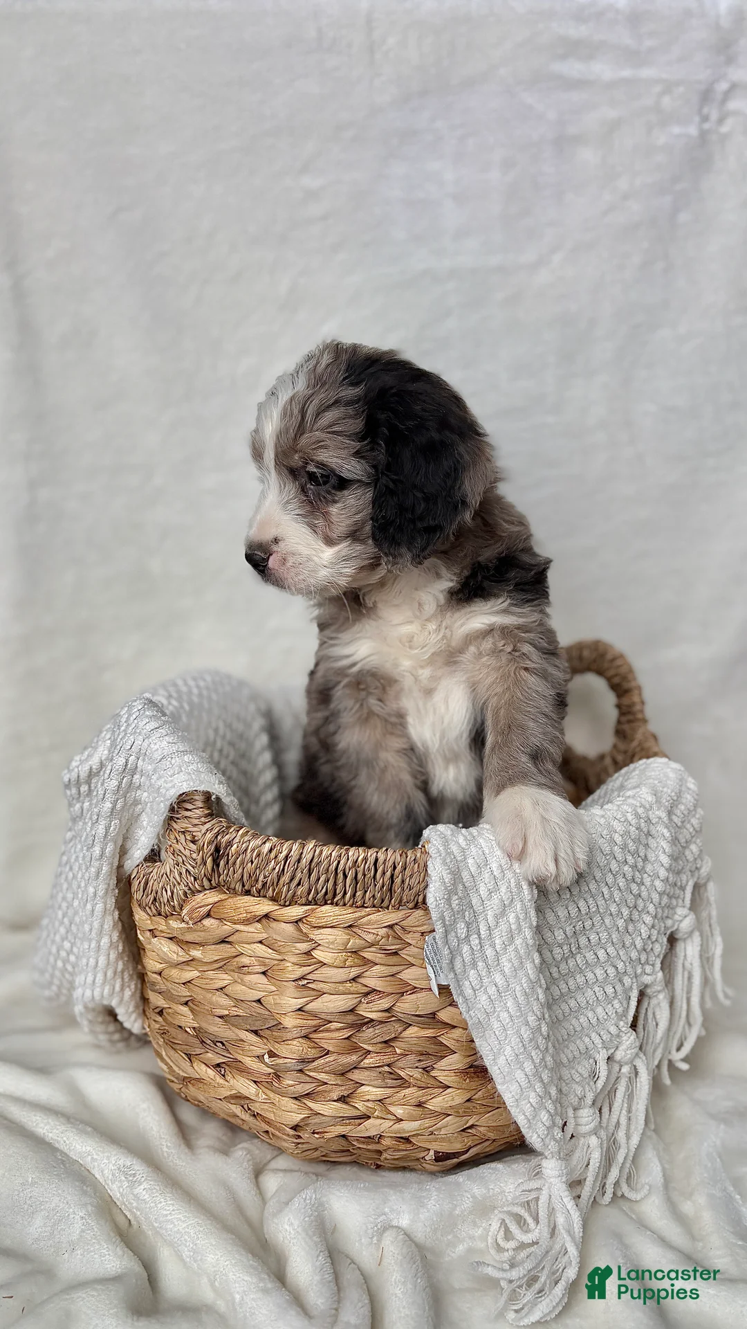 Bernedoodle dogs for sale: Rocky - Ad 5
